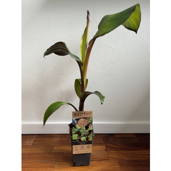 Ensete Maurelii Red Banana czerwony bananowiec